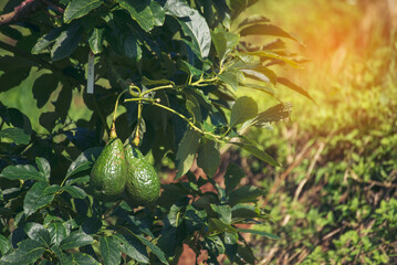 Wall Mural - Avocado tree green plant healthy fruit farm. Smart farmer growing plant in eco green farm sustainable quality control. Avocado fruit Farm planting in eco Farmland biotechnology. Fruit organic farm