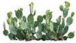 © Ziyan Yang - group of green opuntia cactus tree, isolated on white background, PNG, cutout, or clipping path. interior or garden design elements