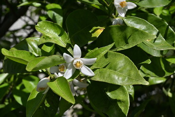 Canvas Print - Yuzu (Citrus junos) blossoms.Five-petaled fragrant white flowers bloom in early summer. The peel is used to flavor Japanese dishes.