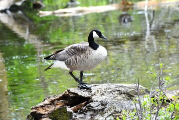 canadian goose on rock