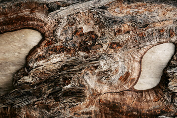 natural background of tree bark texture