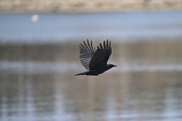 Wall Mural - AMERICAN CROW