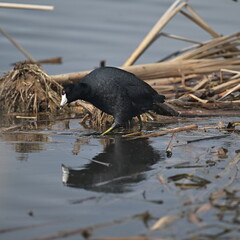 Wall Mural - AMERICAN COOT