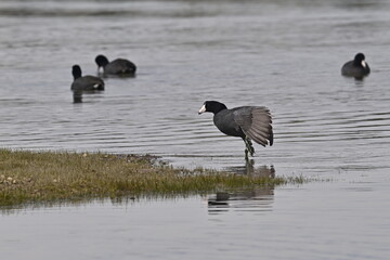 Wall Mural - AMERICAN COOT