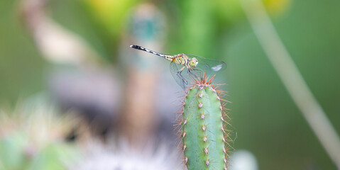 Poster - dragonfly sitting on a cactus