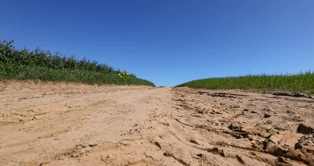 Wall Mural - a road for agricultural transport in a field with rapeseed, a rural road in the fields for farm work