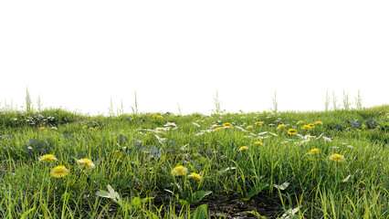 Lush green grass lawn with flowers fresh nature isolated on transparent background 3d render illustration