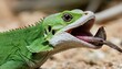 A Lizard With Its Tongue Unfurled To Catch A Meal