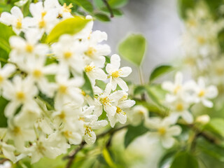 Wall Mural - White blossoming apple trees in the sunset light. Spring season, spring colors.