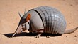An Armadillo With Its Tail Curled Around Its Body  2