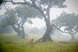 Cow pasture in foggy mistical Fanal Forest in Madeira Island, Portugal