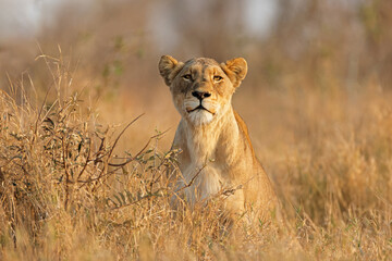 Wall Mural - An alert lioness (Panthera leo) in natural habitat, Kruger National Park, South Africa.