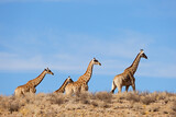 Fototapeta Konie - Giraffes (Giraffa camelopardalis) walking in arid environment, Kalahari desert, South Africa.