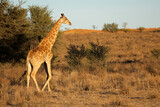 Fototapeta Konie - A giraffe (Giraffa camelopardalis) walking in natural habitat, Kalahari desert, South Africa.