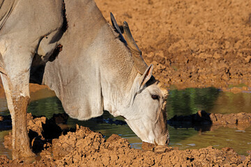 Sticker - Portrait of a male eland antelope (Tragelaphus oryx) drinking at a muddy waterhole, Mokala National Park, South Africa.