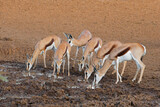 Fototapeta Konie - Springbok antelopes (Antidorcas marsupialis) drinking at a waterhole, Mokala National Park, South Africa.