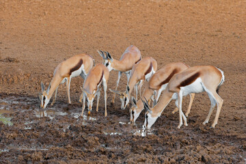 Wall Mural - springbok antelopes (antidorcas marsupialis) drinking at a waterhole, mokala national park, south af