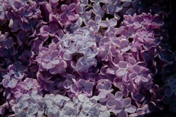 Purple lilac background