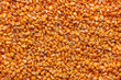 Corn kernels heap, harvested cereal crop as background