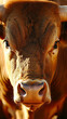a fierce bull staring at the camera with intense powerful eyes
