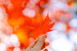 Autumn red leaf in a hand with sunlight. Maple leaves in park and bright bokeh background