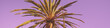 Top of a palm tree on a purple background. Horizontal banner