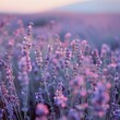 A field of lavender flowers with a pink and purple hue