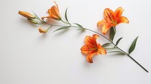 Blooming And Beautiful Orange Lily Flowers Bouquet Isolated On White Background,orange Lily Stem On White Background,Festive Summer Background,Top View, Flat Lay, Copy Space

