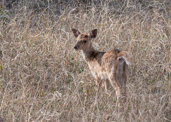 Poster - Scenic view of deer in Ranthambore National Park, Sawai Madhopur, Rajasthan, India