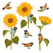 sunflowers and sparrows, vector drawing flowers and birds at white background, hand drawn botanical illustration