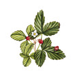 watercolor drawing plant of wild strawberry with green leaves, red berries and flower, floral composition at white background , hand drawn botanical illustration