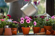 Woman watering flowers in pots