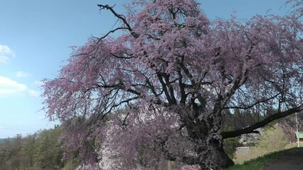 Wall Mural - 風に揺れる枝垂れ桜