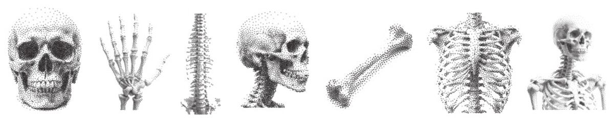 Wall Mural - set of Stippled effect human skull , bone hand rib. design elements Vector textured illustration. Skull with halftone stipple effect