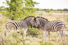 Namibia, Three Zebras (EquusQuagga) Touching With Heads