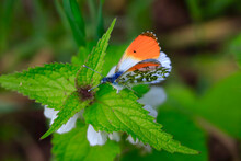 Orange Tip Butterfly (Anthocharis Cardamines) Perching On Green Plant
