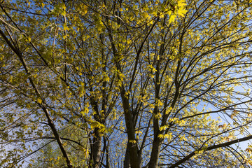 Wall Mural - beautiful new maple foliage in sunny weather