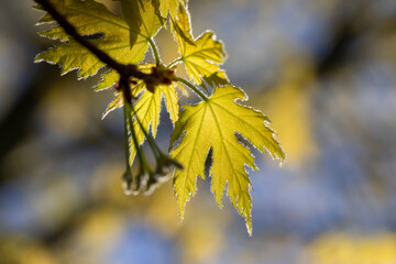 Wall Mural - beautiful new maple foliage in sunny weather