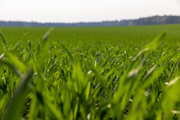 Wall Mural - a field with a new crop of rye in Europe