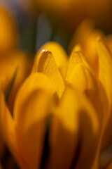 Wall Mural - beautiful crocus flowers in close-up during flowering in spring