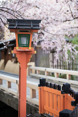 Canvas Print - 春の京都、祇園白川