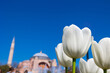White Tulips and Hagia Sophia. Visit Istanbul background photo.