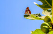 Mediterranean Honeysuckle Butterfly (Limenitis reducta) on fig tree leaf