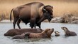 a-bison-with-a-family-of-river-otters-