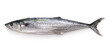 Japanese Spanish mackerel isolated on white background