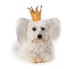 Canvas Print - Cute white dog with a golden crown