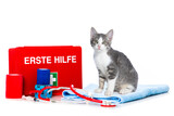 Fototapeta  - First aid with a kitten isolated on white