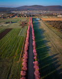 Fototapeta Londyn - Berkenye, Hungary - Aerial vertical panoramic view of blooming pink wild plum trees along the road in the village of Berkenye on a spring morning with clear blue sky