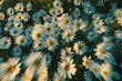 Daisy Constellations: A Verdant Tapestry of Spring's Blossoms - Generative AI