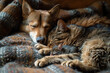 Cat, Dog, and Mice Together: Peaceful Coexistence